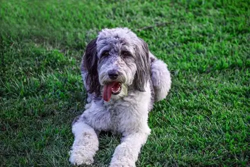 Aussiedoodle die in de buitenlucht ligt