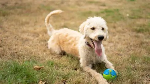 gele labradoodle op het gras