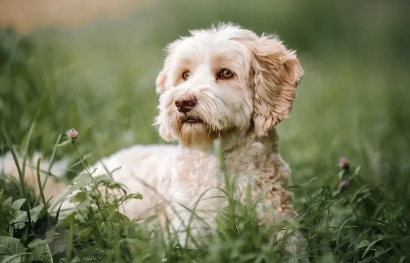 çimenli alanda yatan kremalı labradoodle