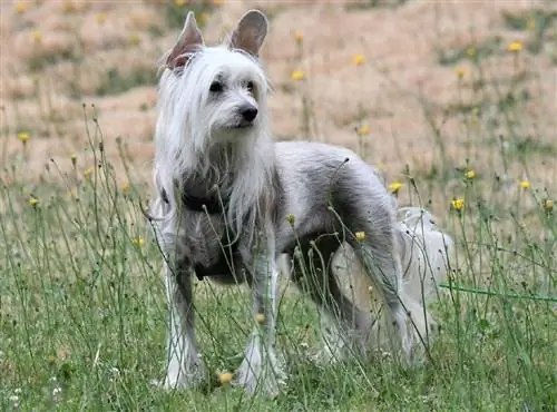 Cão com crista chinês nos prados