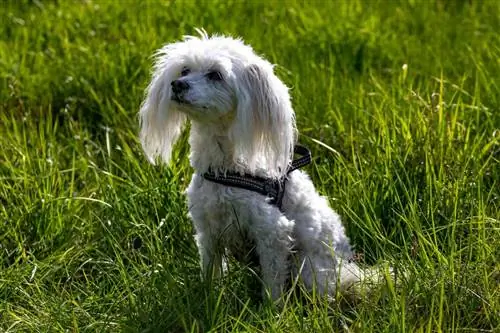 Cão branco com crista chinês