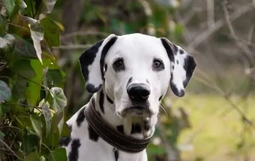 dalmatian üz