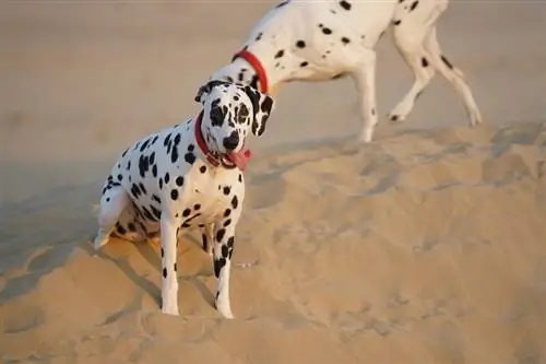 Dalmatians wakicheza kwenye mchanga wa jangwani