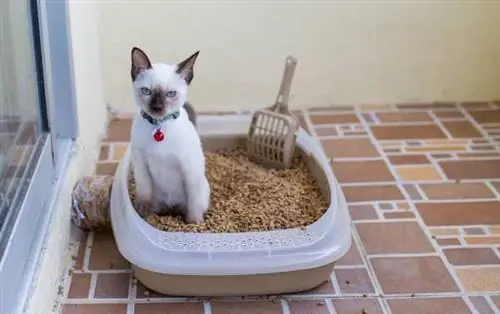 Cat litter box_MelodicinD, Shutterstock