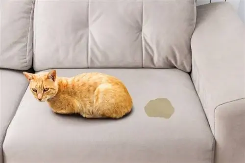 Cara Menghilangkan Bau Air Kencing Kucing & Noda Dari Sofa