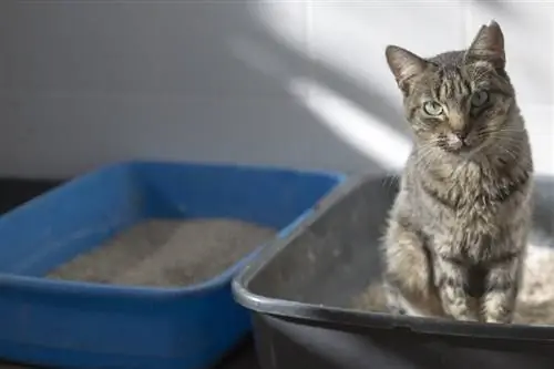 gato malhado em uma caixa de areia