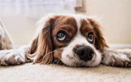 Szczeniak Cavalier King Charles Spaniel w pozycji leżącej