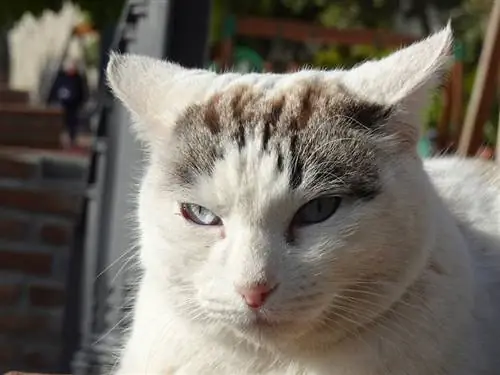 Flugzeugohren einer Katze: Was ist das? & Was bedeutet das?