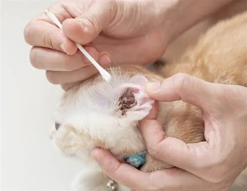 uomo che cura gli acari dell'orecchio del gatto