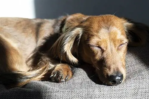 Dachshund քնած