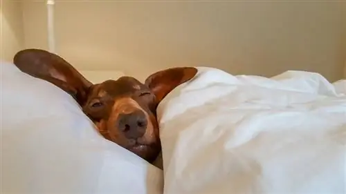 Dachshund aconchegado na cama humana com um olho aberto