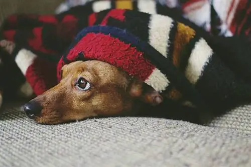 Dachshund ცდილობს დაიძინოს