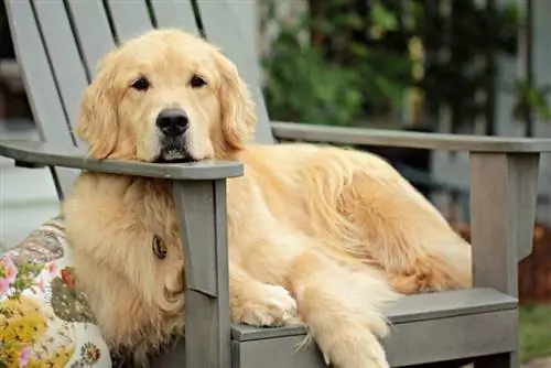 ung golden retriever sidder på en træstol