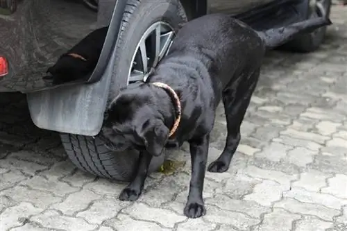 ¿Por qué los perros orinan en los neumáticos? Comportamiento canino explicado