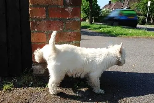 vit hund som kissar på en tegelvägg