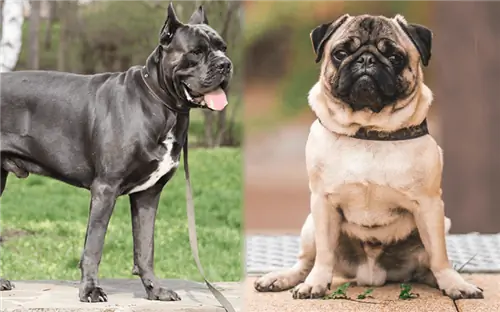 Cane Corso Pug Mix: Informações, Fotos, Traços & Fatos