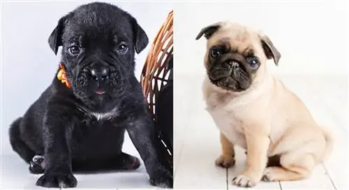 Cane corso լակոտ և pug լակոտ