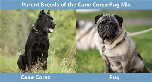 Rase parentale ale amestecului de pug Cane Corso