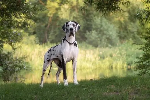 8 lieliski padomi, kā apmācīt dāņu dogu