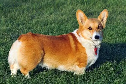 Corgi gal·lès