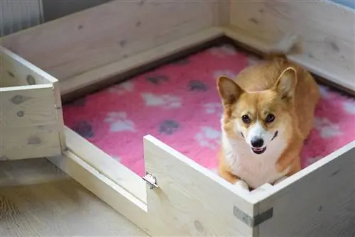 buntis na corgi sa nesting box