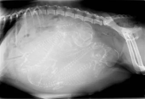 radiografia del cane incinta