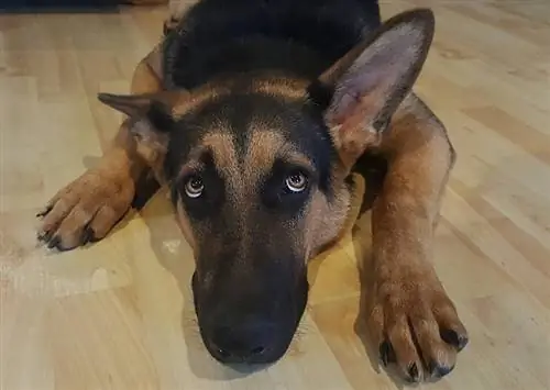 takot na German shepherd