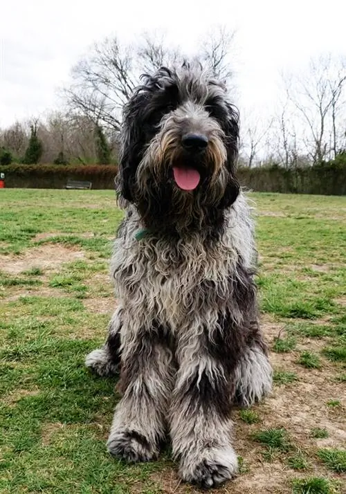 blue merle labradoodle sitter på marken