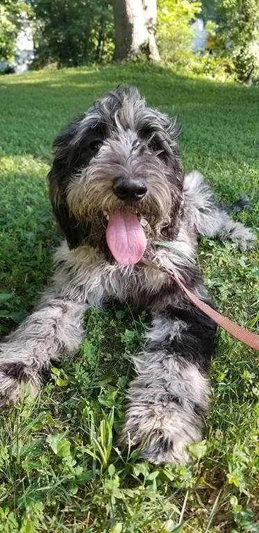 Labradoodle bleu merle se reposant dans l'herbe