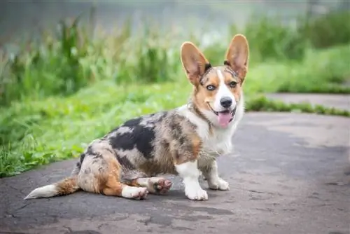 Corgi américain