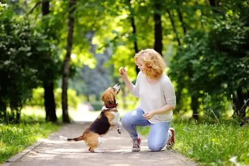 kvinna som ger beagle några godsaker