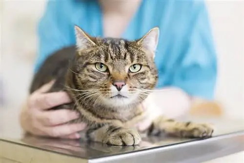 veterinario revisando un gato