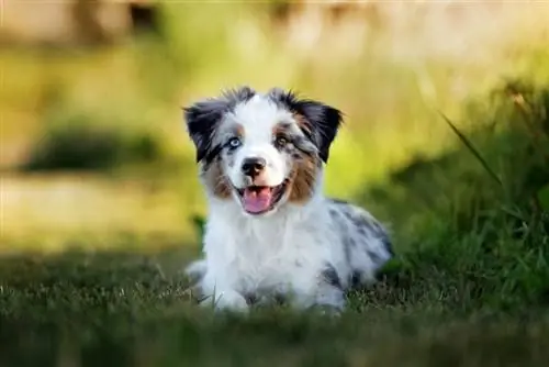 Mini Australian Shepherd liegt auf Gras