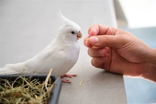 Albino Cockatiel: koj puas xav tau ntau tus thwjtim?