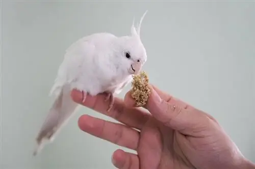 Albino Cockatiel: koj puas xav tau ntau tus thwjtim?