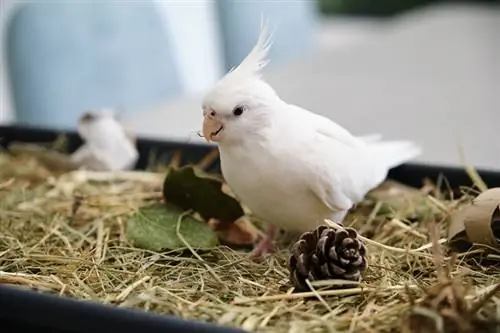 Albino cockatiel በውስጡ መኖ ትሪ ውስጥ መጫወት