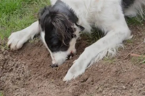 Zašto moj pas jede prljavštinu? 5 razloga koje je pregledao veterinar