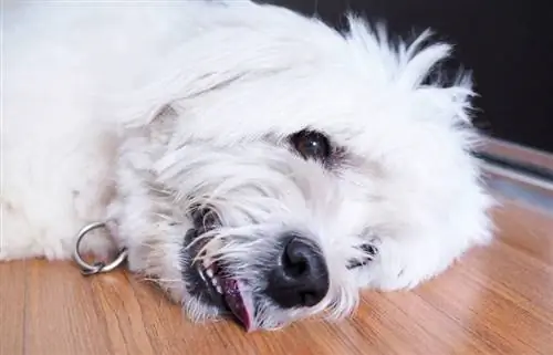 vieux chien blanc allongé sur un plancher en bois