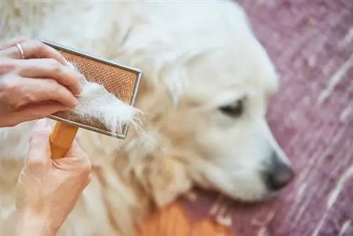 Golden Retrieverler Tüy Döker mi? Ne bilmek istiyorsun