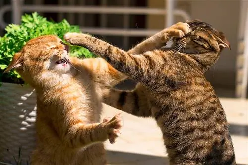 Twee jonge gember en bruine katten vechten in de tuin