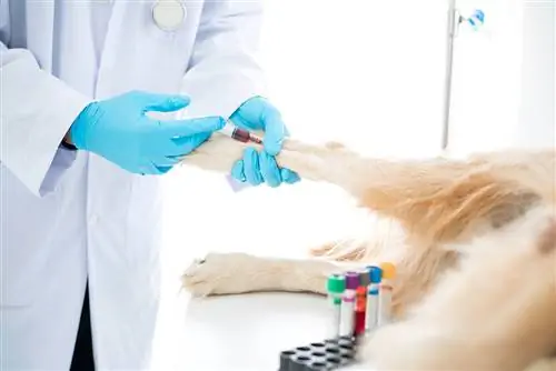 veterinario realizando análisis de sangre en perro