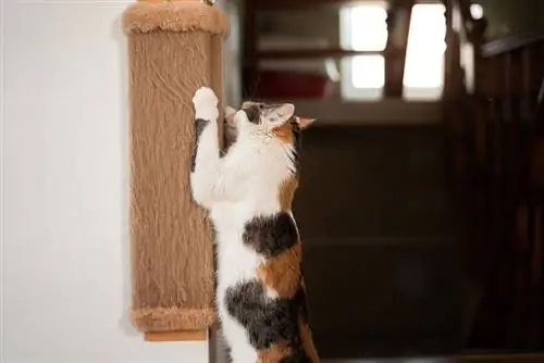 gato arañando el rascador montado en la pared