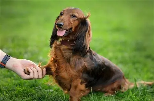 Un hombre sostiene la pata de un perro salchicha al aire libre en un parque en verano