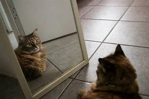 Gato mirando su espejo de reflejo