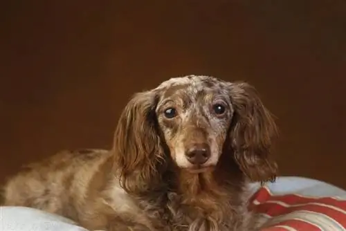 Long-Haired Miniature Dachshund: รูปภาพ, คู่มือ, ข้อมูล & เพิ่มเติม