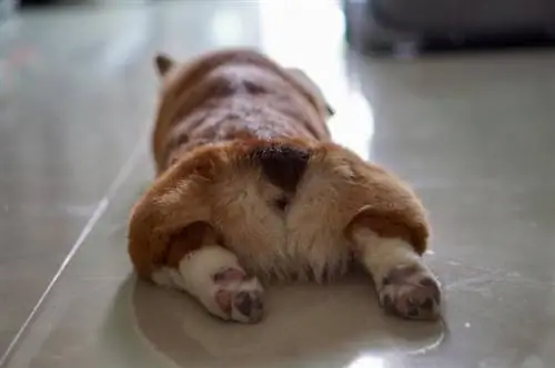 pembroke welsh corgi puppy splooting sa sahig