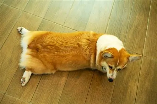 pembroke welsh corgi dog sploot op de houten vloer