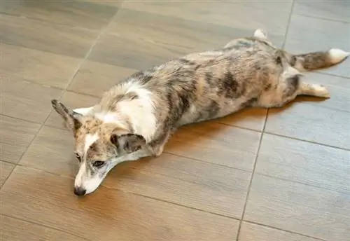 Pembroke Welsh Corgi Hund beim Plündern