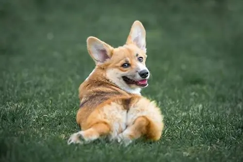 ทำไม Corgis Sploot? Splooting คืออะไร?