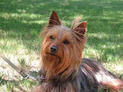 Terrier setoso australiano